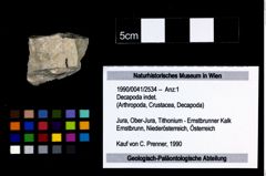 Foto (Objekt + Etikett) von Decapoda indet.  (NHMW-GEO-1990-0041-2534)